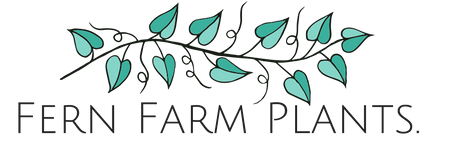 Fern Farm Plants